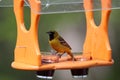 A young, male Orchard Oriole eating jelly at a bird feeder in Wisconsin