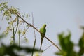 Young male parrot sitting on drumstick tree branch, INDIA