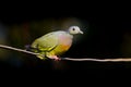 Young Male Pink-necked Green Pigeon