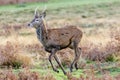 Young male Red Deer Cervus elaphus buck or pricket Royalty Free Stock Photo