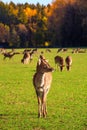 Young male red deer (Cervus elaphus) grazing in the meadow at The Wildpark Poing Royalty Free Stock Photo