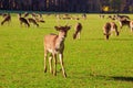 Young male red deer (Cervus elaphus) grazing in the meadow Royalty Free Stock Photo