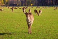 Young male red deer (Cervus elaphus) grazing in the meadow Royalty Free Stock Photo