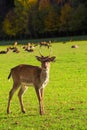 Young male red deer (Cervus elaphus) grazing in the meadow Royalty Free Stock Photo