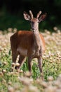 Young male of red deer eating on poppy field in summer alone. Royalty Free Stock Photo