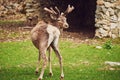 A young male red deer maral on the background of a stone shelter. A wild animal enclosure in a nature reserve Royalty Free Stock Photo