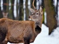 Young male red deer in winter forest Royalty Free Stock Photo