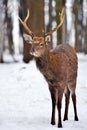 Young male red deer in winter forest Royalty Free Stock Photo