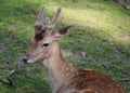 Young male roe deer laying on the grass Royalty Free Stock Photo