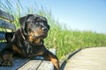 Young male rottweiler sitting outdoors