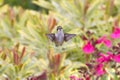 Young Male Ruby-Throated Hummingbird Hovering Above Flower Garden Royalty Free Stock Photo