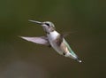 A Young Male Ruby-Throated Hummmingbird in Flight Royalty Free Stock Photo