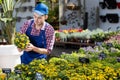 Young male seller holding wallflowers in pot