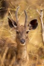 Young male Sambar Deer resting in the forest of Tadoba National Park Royalty Free Stock Photo