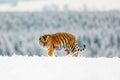 Young male Siberian tiger Panthera tigris tigris beautiful portrait in a snowy landscape Royalty Free Stock Photo