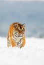 Young male Siberian tiger Panthera tigris tigris beautiful portrait in a snowy landscape Royalty Free Stock Photo