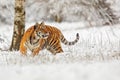 Young male Siberian tiger Panthera tigris tigris looking up at the snowy landscape in the taiga Royalty Free Stock Photo