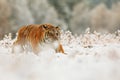 Young male Siberian tiger Panthera tigris tigris sneaks up for prey through a snowy landscape Royalty Free Stock Photo