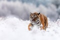 Young male Siberian tiger Panthera tigris tigris walking through a snowy landscape Royalty Free Stock Photo