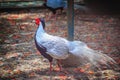 Young male of the Silver Pheasant Lophura nycthemera Royalty Free Stock Photo