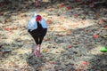 Young male of the Silver Pheasant Lophura nycthemera Royalty Free Stock Photo