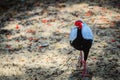 Young male of the Silver Pheasant Lophura nycthemera Royalty Free Stock Photo