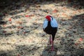 Young male of the Silver Pheasant Lophura nycthemera Royalty Free Stock Photo