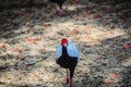 Young male of the Silver Pheasant Lophura nycthemera Royalty Free Stock Photo