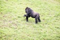 Young male silverback gorilla walking on all fours