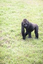 Young male silverback gorilla walking on all fours