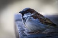 Young male sparrow