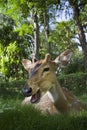 Young male spotted deer in Bardia, Nepal