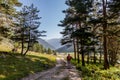 Man alone in the forest, man walking on forest road Royalty Free Stock Photo