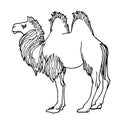 Young male two-humped camel bactrianus with mane, mammalian animal, ancient desert transport Royalty Free Stock Photo