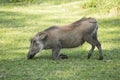 Young male warthog