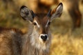 Young male Waterbuck Royalty Free Stock Photo