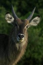 Young male waterbuck portrait