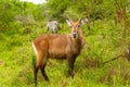 Young Male Waterbuck in the Savannah