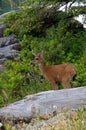 A young male west coast black-tailed deer stands in a salal berry patch beside a bleached log Royalty Free Stock Photo