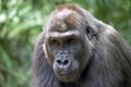 A young male Western Lowland Gorilla Royalty Free Stock Photo