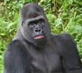 Paignton, Torbay, South Devon, England: Close-up of a young male Western Lowland Gorilla Royalty Free Stock Photo