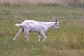 Young male white goat