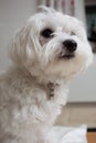 Pedigree maltese dog portrait