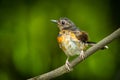Young male White-Rumped Shama Royalty Free Stock Photo