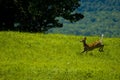 Young male white tail deer running through Vermont Royalty Free Stock Photo