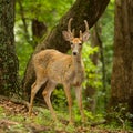 Young male White Tail Deer Royalty Free Stock Photo
