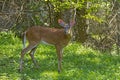 A Young male white tailed deer Royalty Free Stock Photo