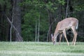 A young male White Tailed Deer grazing in the grass. Royalty Free Stock Photo