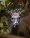 A young male white-tailed deer shows off its antlers Royalty Free Stock Photo