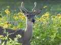 Young Male White-Tailed Deer Standing in Yellow Flowers Royalty Free Stock Photo